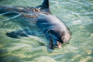Dolphin swimming in clear water